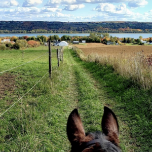 balade-poney-quebec