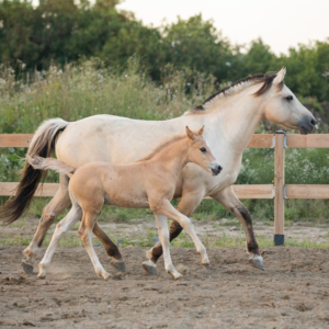 elevage-chevaux-quebec