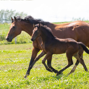 elevage-chevaux-sport--quebec