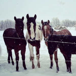 pension-cheval-quebec