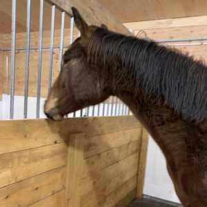 pensions-boxe-cheval-quebec